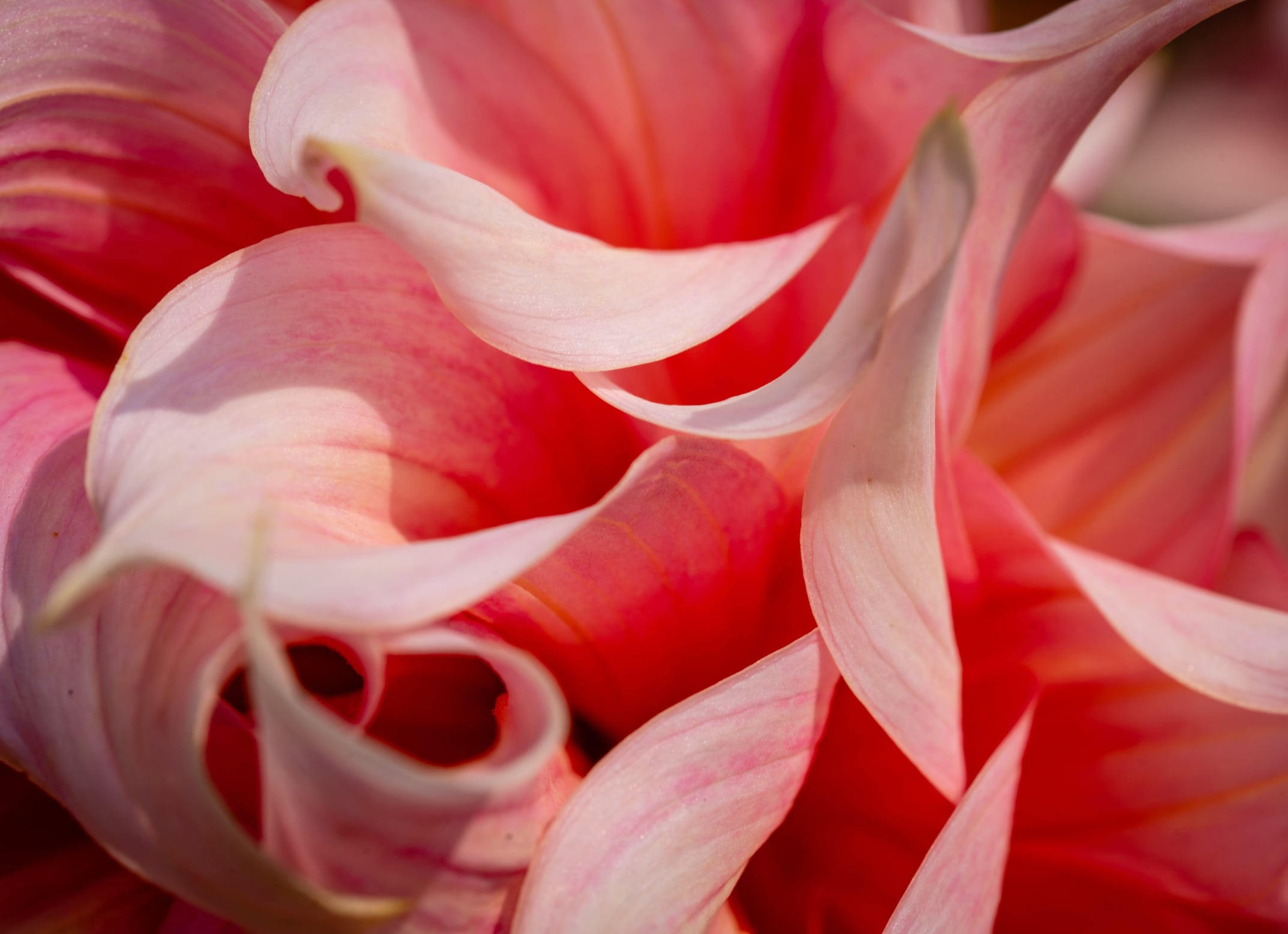 Close-up of petals.